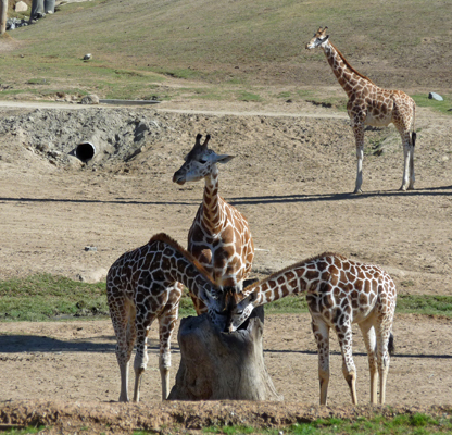 Giraffes San Diego Zoo Safari Park