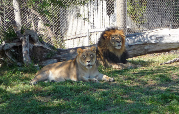 Lions San Diego Zoo Safari Park