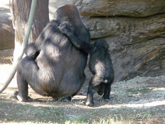 Gorillas San Diego Zoo Safari Park