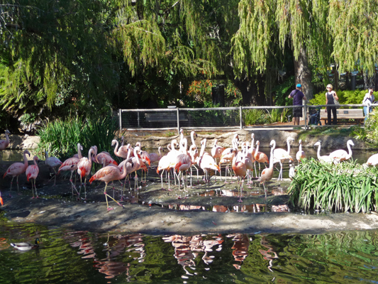 Flamingos San Diego Zoo Safari Park