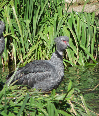 Crested Screamer San Diego Zoo Safari Park