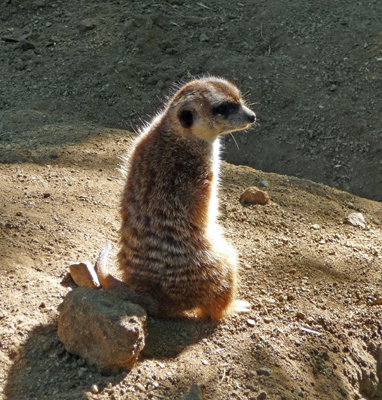 Meer Kat San Diego Zoo Safari Park