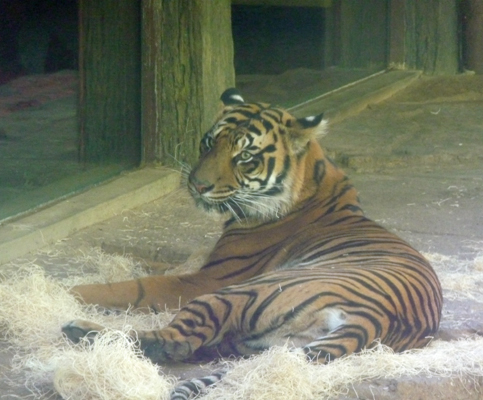 Tiger San Diego Zoo Safari Park