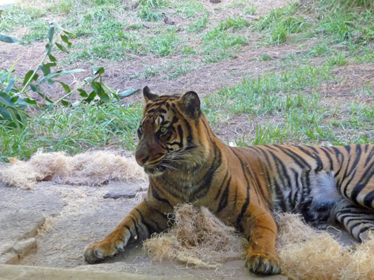 Tiger San Diego Zoo Safari park