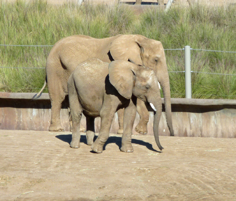 Elephants San Diego Zoo Safari park