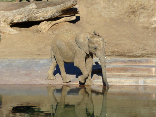 Baby Elephant San Diego Safari Park