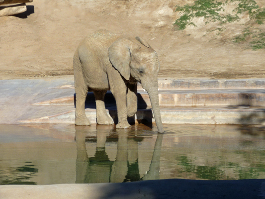 Baby elephant San Diego Safari Park