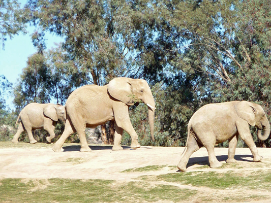 Elephants San Diego Zoo Safari Park