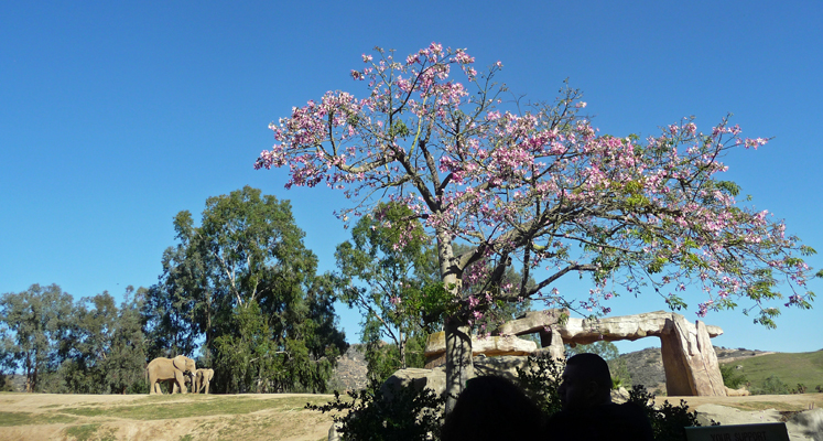 Orchid Tree San Diego Safari Park