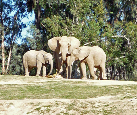 Elephants San Diego Zoo Safari Park