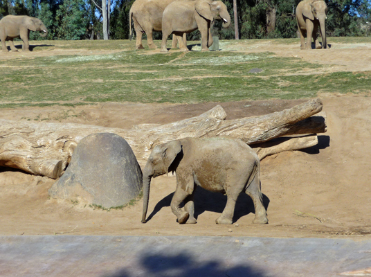 Muddy baby elephant San Diego Safari park