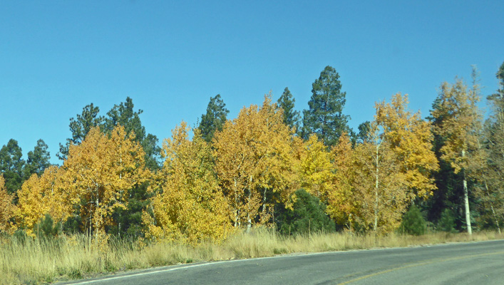 Fall color Santa Fe