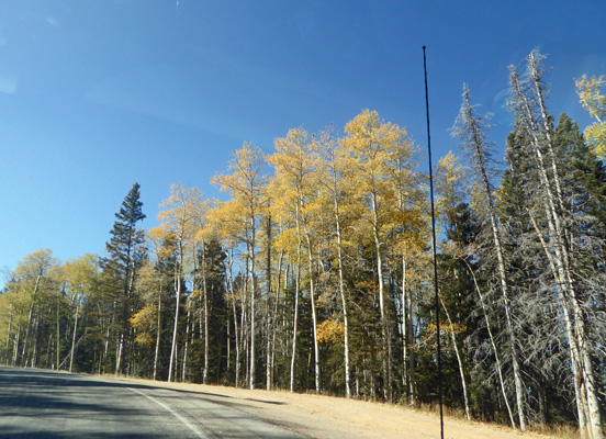 Fall color Santa Fe