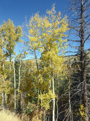 Fall color Santa Fe