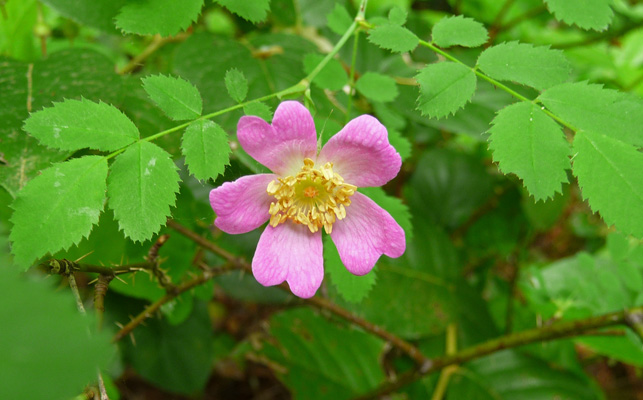 wood rose (Rosa gymnocarpa)