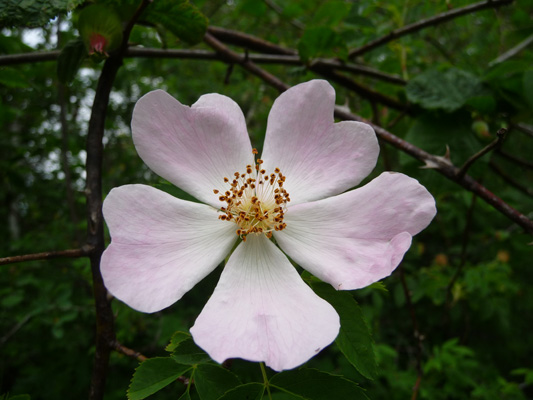 Sweetbrier Rose (Rosa eglanteria)