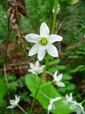 Coast Manroot (Marah oreganus)