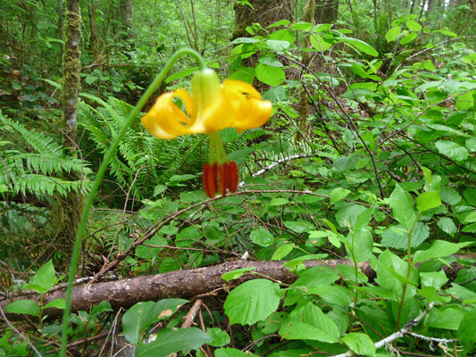 Columbia lilies (Lillium columbianum)