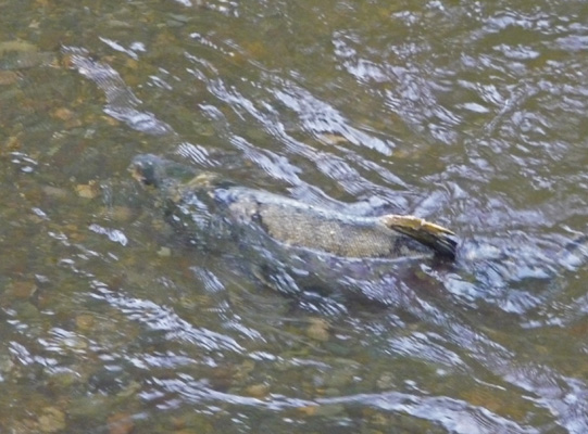 Spawning salmon McLane Creek WA