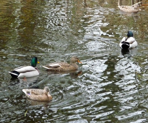 Happy Mallards at Beaver Ponds near McLane Creek WA