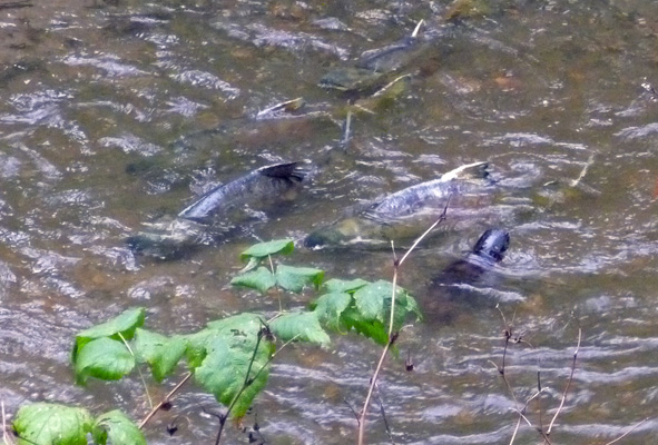 Spawning Salmon McLane Creek WA