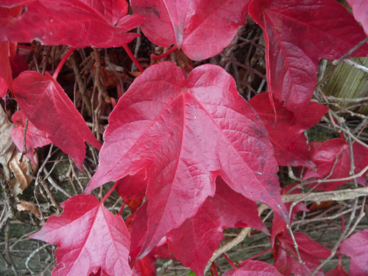 Virginia Creeper at Snoqualmie Falls WA