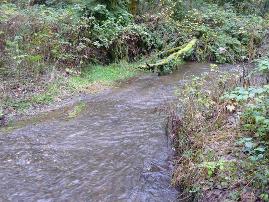 McLane Creek Capitol Forest WA