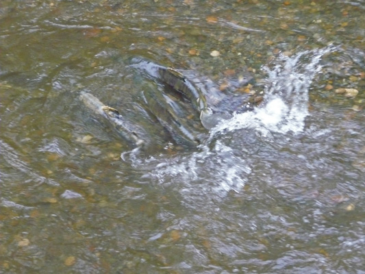 Splashing spawning salmon McLane Creek WA