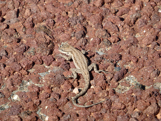 Lizard on red rocks