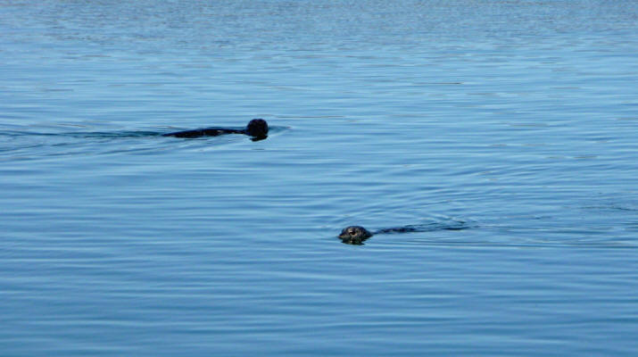 Harbor Seals Sequim Bay WA