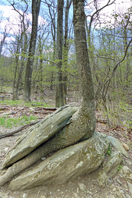 Tree growing out of a rock