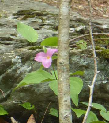 Pink Large flowered trillium