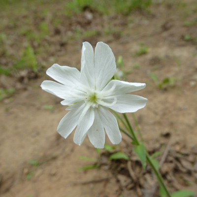 White Campion (Silene latifolia)