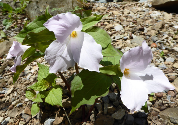 Large-flowered Trillium (Trillium grandiflorum)