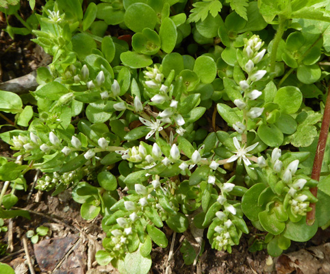 Wild Stonecrop (Sedum ternatum).