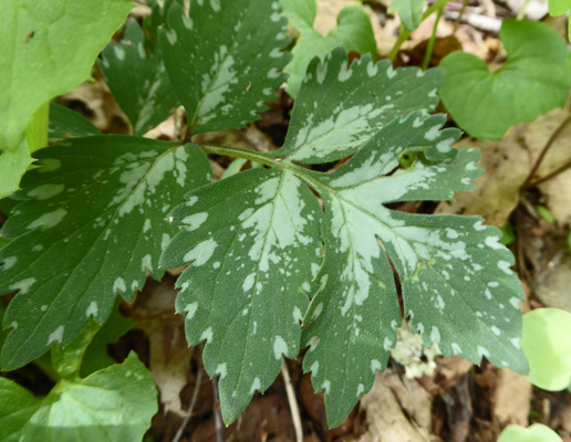 variegated leaf