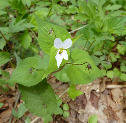 Canadian Violets (Viola canadensis)