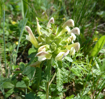 Wood Betony (Pedicularis canadensis)