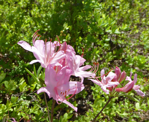 Pink azaleas Shenandoah NP