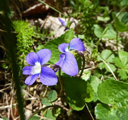 Violets Shenandoah NP