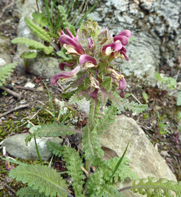 Wood Betony (Pedicularis canadensis)