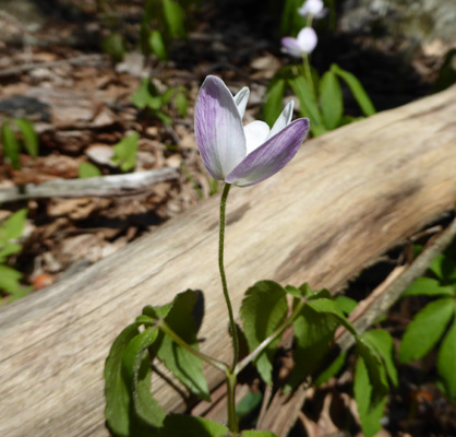 Pink wood anemone