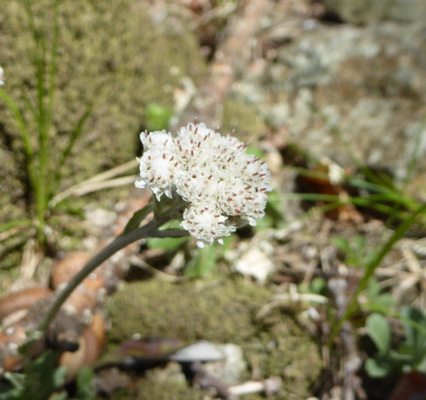 Plantainleaf Pussytoes (Antennaria plantaginifolia)