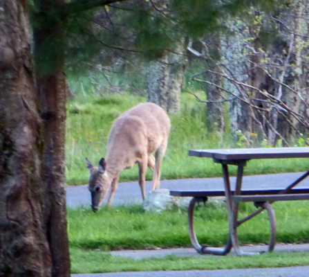 Deer Big Meadow Campground