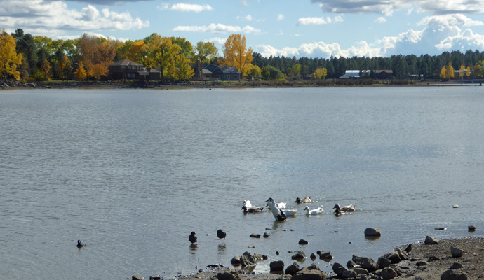 Ducks at Rainbow Lake