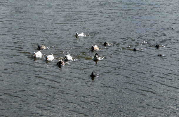 Ducks swimming fast