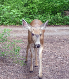Deer in Silver Falls Campground