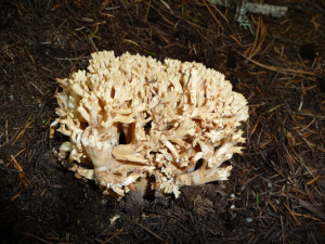 Coral Fungus on Silver Falls Trail WA