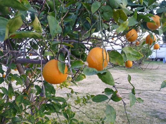 Oranges Oasis Palms RV Park CA