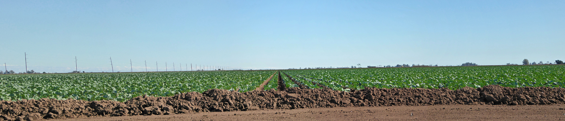 Broccoli field El Centro CA